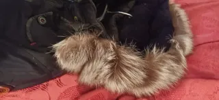 Abrigo NORWAY negro con capucha