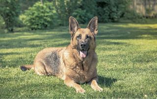 Paseador de perros en Zaragoza