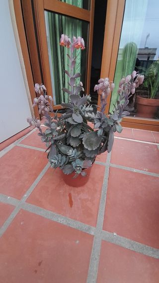 Planta con flores colgantes