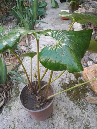 Planta  boina del vasco.