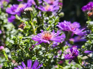 Xiaomi 14T Pro 12/256GB + custodia originale. Perfetto