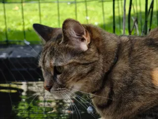 Xiaomi 14T Pro 12/256GB + custodia originale. Perfetto