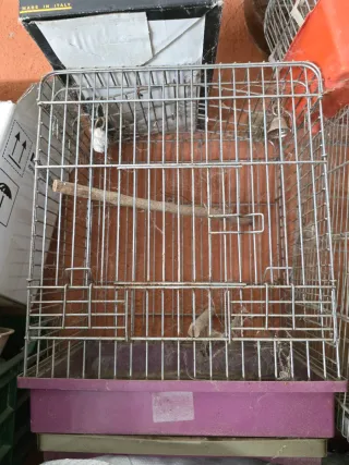 Jaula para agapornis