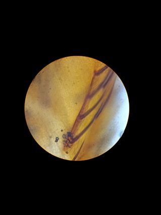 Microscopio Binocular Carl Zeiss