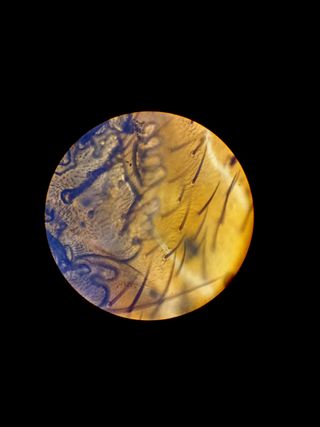 Microscopio Binocular Carl Zeiss