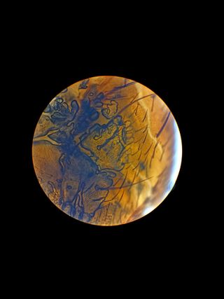 Microscopio Binocular Carl Zeiss