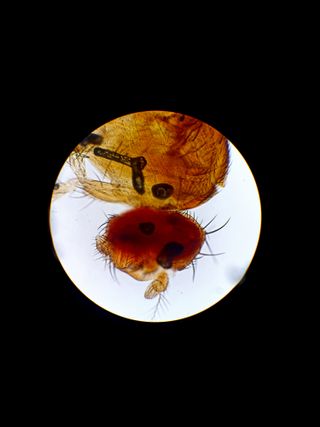 Microscopio Binocular Carl Zeiss