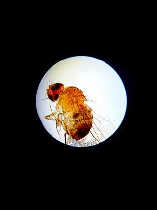 Microscopio PIERRON XSP-02