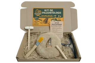 Kit Paleontólogo Diente Fósil Mosasaurio