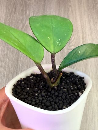 Hoya Carnosa Pink (Flores Rosas)