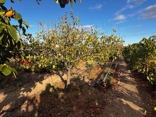 FINCA PRODUCTIVA COMPLETA – TRACTOR DOCUMENTADO