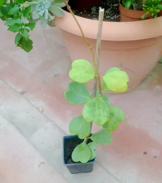Planta Hoya Corazón