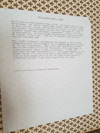 Litografia botanica originale 1843 Mrs Loudon