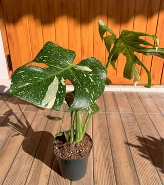 Monstera Thai constelation