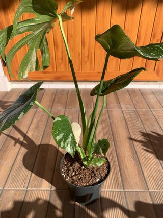 Monstera Thai constelation