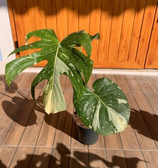Monstera Thai constelation