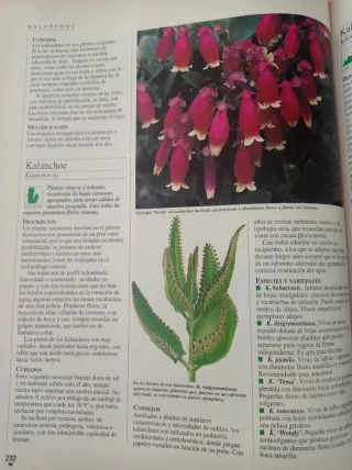 Libro práctico para afincionados a las plantas