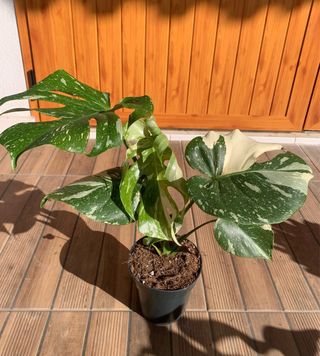 Monstera Thai constelation