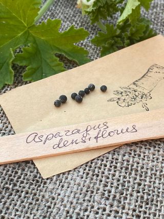 Asparagus Myersii semi 10 pz