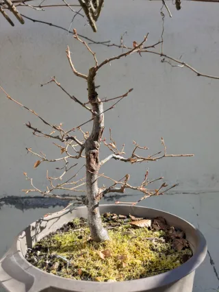 Carpinus Bétulus bonsai