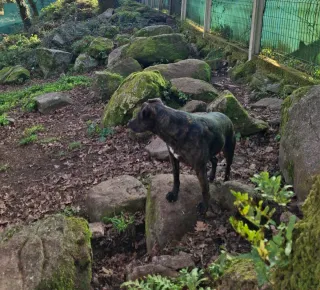 Toneladas de piedra rústica