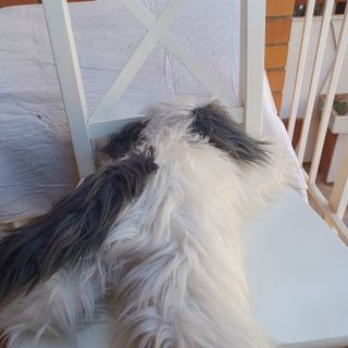 Peluche perro grande blanco y gris