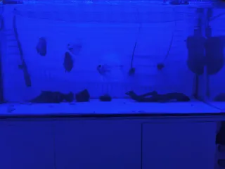 Acuario 240L 1.20x40x60 + Mueble