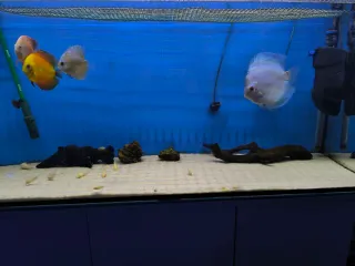 Acuario 240L 1.20x40x60 + Mueble