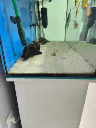 Acuario 240L 1.20x40x60 + Mueble