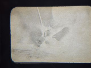 Lote 27 Fotos Botánica en Marcos de diapositivas