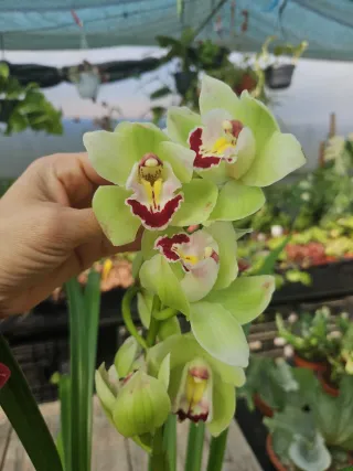 Orquídea Cymbidium verde, vinho e rosa