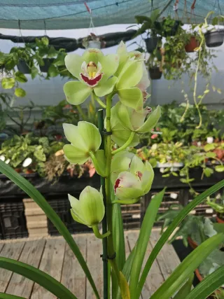 Orquídea Cymbidium verde, vinho e rosa
