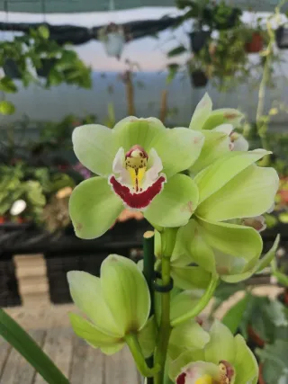 Orquídea Cymbidium verde, vinho e rosa