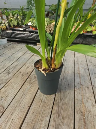 Orquídea Cymbidium verde, vinho e rosa