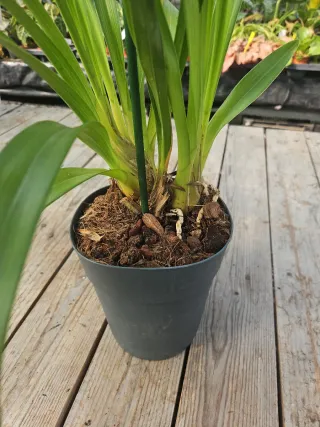 Orquídea Cymbidium verde, vinho e rosa