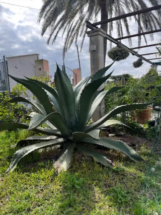 Agave grande planta exterior