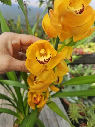 Orquídea Amarela alaranjada