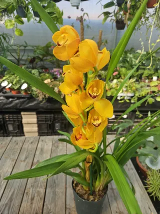 Orquídea Amarela alaranjada