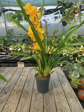 Orquídea Amarela alaranjada