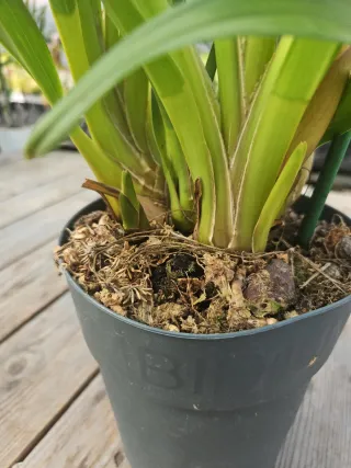 Orquídea Amarela alaranjada