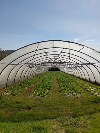 Invernadero ULMA 9,5m anchox50m largo x 3m alto