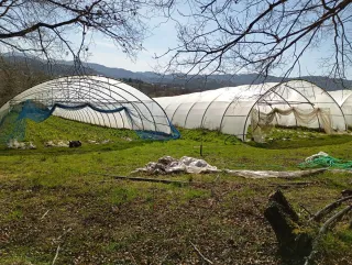 Invernadero ULMA 9,5m anchox50m largo x 3m alto