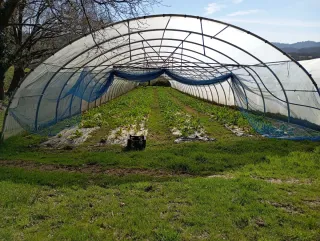 Invernadero ULMA 9,5m anchox50m largo x 3m alto