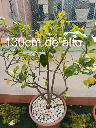 Limonero 4 estaciones