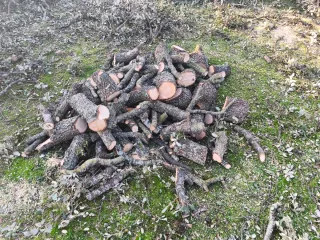 Leña de encina. Preguntar sin compromiso