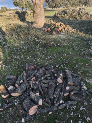 Leña de encina. Preguntar sin compromiso