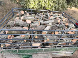Leña de encina. Preguntar sin compromiso