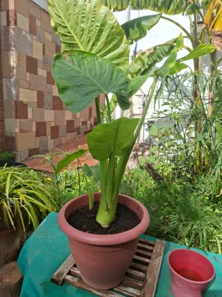 Alocasia Oreja Elefante 100cm