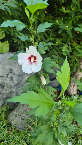 Plantas Rosa de Siria - Hay Moradas y blancas