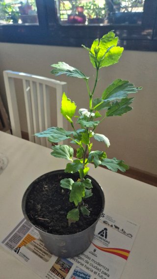 Plantas Rosa de Siria -  Moradas
